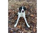 Adopt Dana S. a White - with Black Labrador Retriever / Mixed dog in