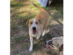 Adopt Cash Mac a Tan/Yellow/Fawn - with White Shepherd (Unknown Type) / Mixed