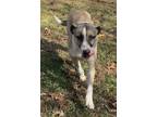 Adopt Tango Mac a Gray/Silver/Salt & Pepper - with White Shepherd (Unknown Type)