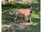 Adopt Sable a Tan/Yellow/Fawn - with Black Shepherd (Unknown Type) / Mixed dog