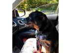 Adopt Nika a Merle Rottweiler / Cattle Dog / Mixed dog in Brattleboro