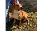 Adopt Rusty a Red/Golden/Orange/Chestnut - with White Boxer / Mixed dog in