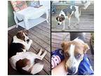 Adopt Virgil a Tricolor (Tan/Brown & Black & White) Beagle / Mixed dog in