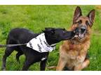 Adopt King and Nina a Black - with White German Shepherd Dog / Mixed dog in