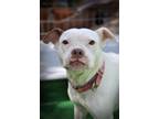 Adopt Ivy a White - with Red, Golden, Orange or Chestnut Pit Bull Terrier /