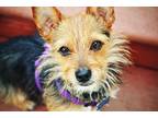 Adopt Roger a Black - with Tan, Yellow or Fawn Australian Terrier / Jack Russell