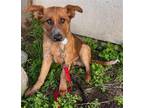 Adopt Nigel a Brown/Chocolate - with White Australian Cattle Dog / Mixed dog in