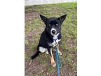 Adopt Sophie a Black - with White Australian Cattle Dog / Mixed dog in Paso