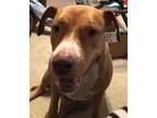 Adopt Jada a Red/Golden/Orange/Chestnut American Pit Bull Terrier / Mixed dog in