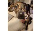 Adopt Coco a Brindle Terrier (Unknown Type, Medium) / Beagle / Mixed dog in