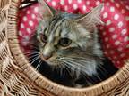 Adopt Buttons a Domestic Shorthair / Mixed (long coat) cat in LaBelle