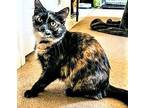 Adopt MISS TILLY a Calico or Dilute Calico Calico / Mixed cat in Sussex