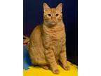 Adopt Casey a Orange or Red Domestic Shorthair / Mixed (short coat) cat in