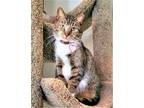 Adopt KITTY BOOTS a Spotted Tabby/Leopard Spotted Domestic Mediumhair / Mixed