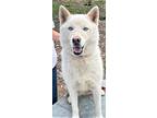 Adopt SACKETT a Husky / Mixed dog in Sussex, NJ (37444306)