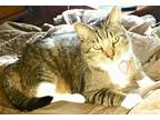 Adopt KITTY BOOTS AND FAMILY a Brown Tabby Domestic Mediumhair / Mixed (medium