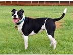 Adopt RIVER a Black - with White Pit Bull Terrier / Mixed dog in Sussex