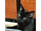Adopt Koal a All Black Domestic Shorthair / Mixed (short coat) cat in Fishkill