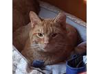 Adopt Kermit a Orange or Red Domestic Shorthair / Mixed (short coat) cat in