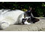Adopt Eddye a White Domestic Shorthair / Mixed (short coat) cat in Fishkill