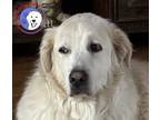 Adopt Max bonded with Lily a White Great Pyrenees / Mixed dog in Portland
