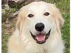 Adopt Astro a White Great Pyrenees / Mixed dog in Portland, OR (37608615)