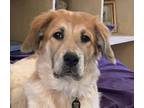 Adopt Bumpy a White Great Pyrenees / Mixed dog in Portland, OR (37668134)