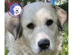 Adopt Roxette a White - with Gray or Silver Great Pyrenees / Mixed dog in