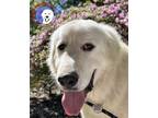 Adopt Ramona a Great Pyrenees / Mixed dog in Portland, OR (37557316)