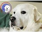 Adopt Julio a White Great Pyrenees / Mixed dog in Portland, OR (34158247)