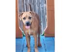 Adopt Quincy a Tan/Yellow/Fawn - with White Retriever (Unknown Type) / Mixed dog