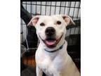 Adopt Bailey a White - with Tan, Yellow or Fawn American Staffordshire Terrier /