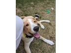 Adopt Tanner a Tan/Yellow/Fawn - with White Retriever (Unknown Type) / Terrier