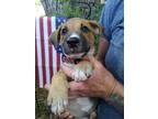 Adopt Sampson a Tan/Yellow/Fawn - with White Retriever (Unknown Type) / Terrier