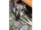 Adopt Champ a Gray/Silver/Salt & Pepper - with Black Shepherd (Unknown Type) /
