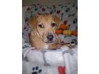 Adopt Lilly a Tan/Yellow/Fawn - with White Retriever (Unknown Type) / Corgi /