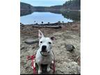 Adopt Larklyn a White - with Brown or Chocolate American Pit Bull Terrier /