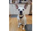 Adopt Lilac a Tan/Yellow/Fawn Pointer / Mixed dog in Boston, MA (31183162)