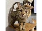 Adopt Tiny Tim a Domestic Shorthair / Mixed (short coat) cat in Phoenix