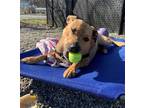 Adopt Candy a Tan/Yellow/Fawn Catahoula Leopard Dog / Mixed dog in Elmsford