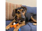 Adopt Gertie a Black - with Tan, Yellow or Fawn Hound (Unknown Type) / Mixed dog