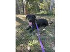 Adopt Tucker a Dachshund / Mixed dog in Elmsford, NY (36004774)