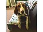 Adopt Ollie a Treeing Walker Coonhound / Mixed dog in Elmsford, NY (31305120)