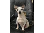 Adopt Grumpy / Toby ~ a Rat Terrier / Jack Russell Terrier / Mixed dog in