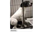 Adopt Veronica+ * a White Rat Terrier / Mixed dog in Columbia, TN (35518284)