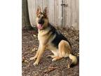 Adopt HONOR a Black - with Tan, Yellow or Fawn German Shepherd Dog / Mixed dog
