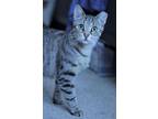 Adopt Cannoli: Tiny House Bobcat a Brown Tabby Domestic Shorthair / Mixed (short