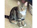 Adopt Risotto: Shy Sweetheart a Brown Tabby Domestic Shorthair / Mixed (short