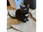 Adopt The Beans: Soy Bean! a Domestic Shorthair / Mixed cat in Brooklyn