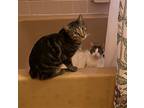 Adopt Phoebe and Keanu: Best Friends Furever a Domestic Shorthair / Mixed (short